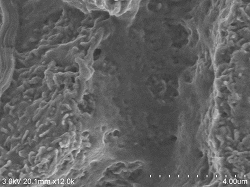 Vascular-endothelial-cells-conductive-staining